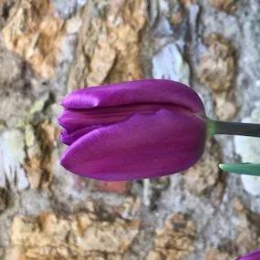 Purple Flag Tulip (Tulipa Purple Flag) Img 2